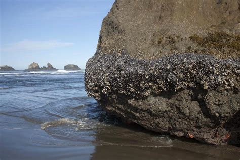 High Tide Level Oregon Geology Pics