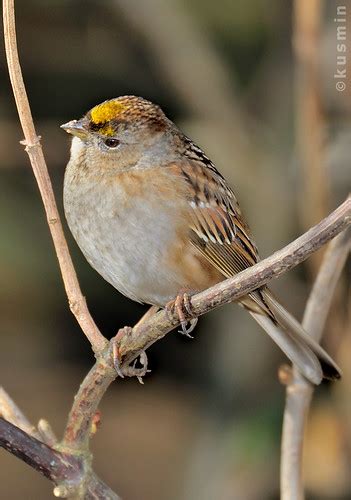 Golden Crowned Sparrow Zonotrichia Atricapilla Boundary Flickr