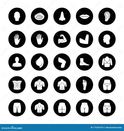 Human Body Parts Glyph Icons Set Stock Vector Illustration Of Male