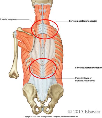 Muscles Facia Nerves And Vasculature Of The Thoracic Wall Flashcards