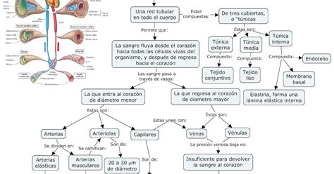Fisiologia Basica Y Medica Mapa Conceptual De Generalidades De Vasos
