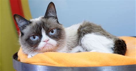 viral sensation grumpy cat has died at age 7 trulymind