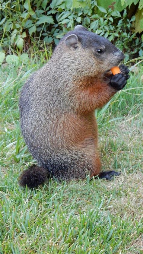 9 Interesting Facts About Groundhogs The Animal Rescue Site News