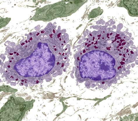 Macrophage Cells Tem 1 Photograph By Steve Gschmeissner Pixels