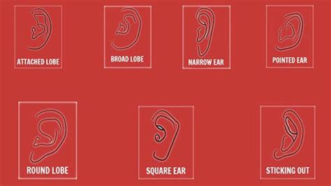 What Does The Shape Of Earlobes Say About Your Personality Astro Clips