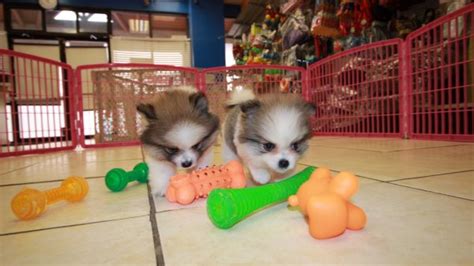 Beautiful Sable And White Pomeranian Puppies For Sale Georgia Local
