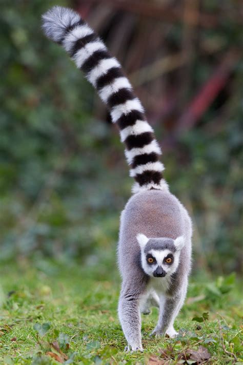 Lemur Ring Tailed Lemur Dublin Zoo Animals
