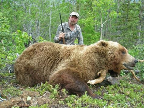 10 Day Browngrizzly Bear And Black Bear Hunt For 1 Hunter Alaska