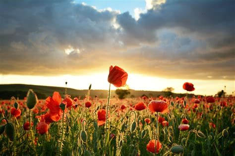 How To Grow Poppies Better Homes And Gardens