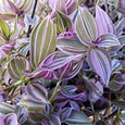 Amazon.com : Wandering Jew Lilac 3.5" Potted Plant - Tradescantia ...