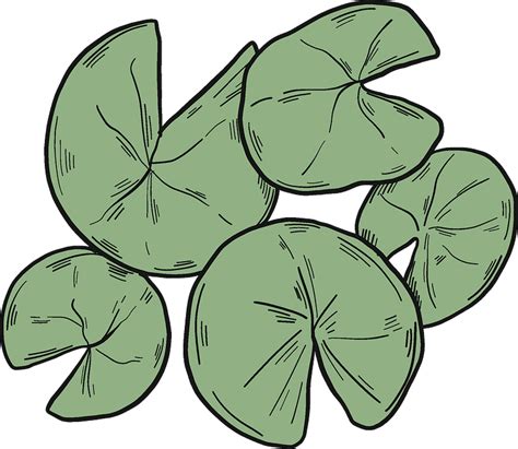 Lily Pads Clipart Free Download Transparent Png Creazilla