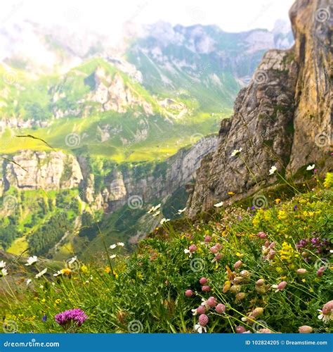 Scene Of Flowers In Swiss Alps Stock Image Image Of Landscape Brown