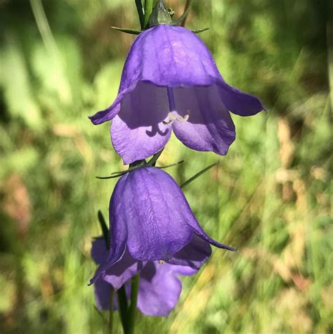 Colorados Wildflowers Database Of The Wildflowers Of Colorado