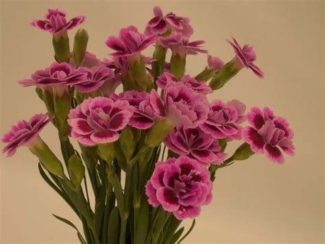 Photos Of Beautiful Carnations 105 Images Of These Flowers