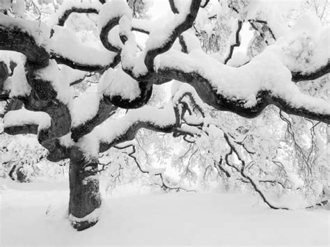 15 Striking Plants For Winter Color Hgtv Garden Japanese Maple Tree