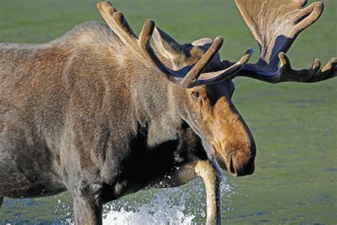 Glacier National Park Bull Moose At Swiftcurrent Lake