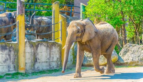 10 Best Zoos In The World The Discoverer