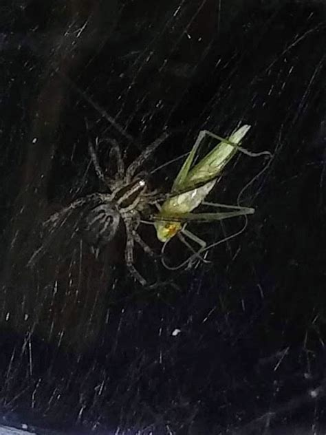 Agelenopsis Grass Spiders In Nashua New Hampshire United States