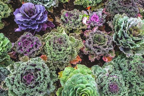 5 Types Of Kale To Grow In Your Garden