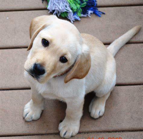 Omg So Cute Labrador Retriever Cute Puppies Labrador