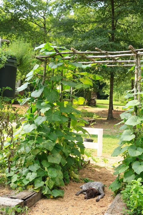 Select your cucumber seeds i prefer these seeds national pickling cucumber step 2: Tips for Using a Garden Trellis to Grow Cucumbers in 2020 ...