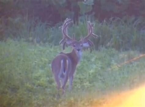 Freakish Gigantic Buck Do You Think This Is Fenced Or Free Range