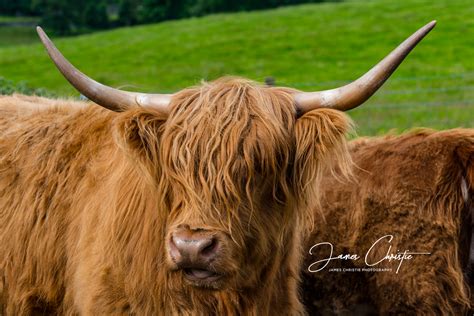 Custom Tour Hairy Coo 1 The Scottish Photography Experience
