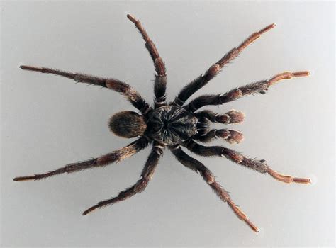 Trapdoor Spiders Facts Venom And Habitat Information