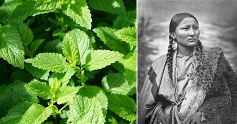 10 medicinal plants native americans used to treat almost everything from inflammation to