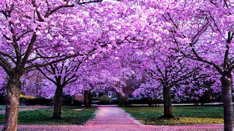 Cherry Blossom Trees 4K Wallpaper Purple Flowers Pathway Park 25010 ...