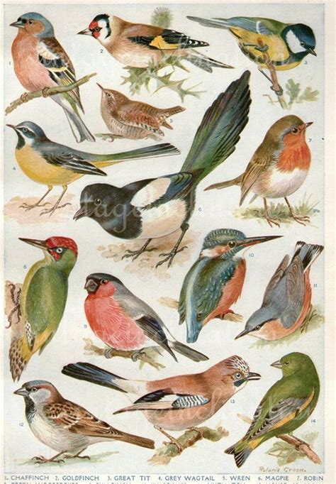 Image Result For Illustrating British Birds 새 그림 새 및 동물 디자인