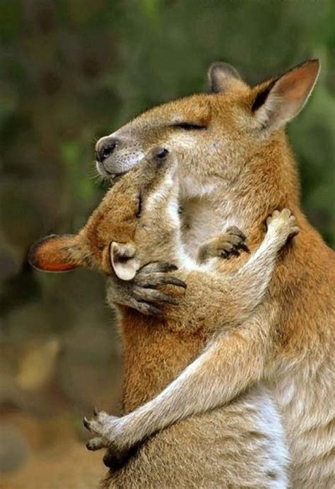 Kangaroo Hug Cute Animals Animals Sweet Animals