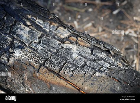 Damaged By Fire Has Burned Pine Trees In The Forest Stock Photo Alamy