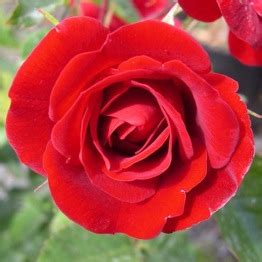 Check spelling or type a new query. Giftaplant ROSE RUBY WEDDING- Buy Ruby Wedding Plants From ...