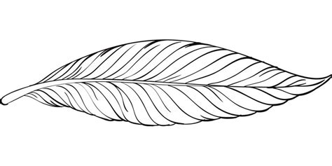 Download Painted white dove feather free image