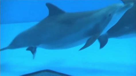 Dolphin Giving Birth Caught On Camera Youtube