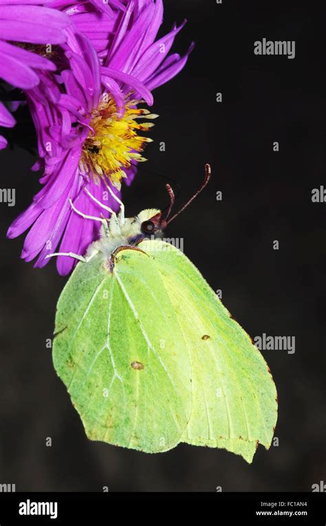Brimstone Butterfly On Aster Flower Stock Photo Alamy