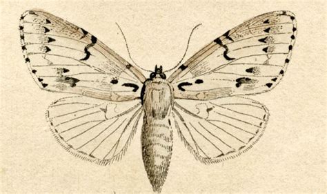 Free Antique Clip Art Natural History Moths The