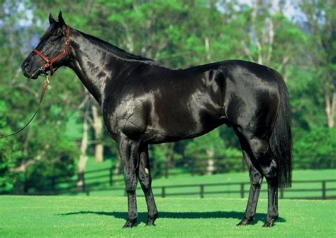 Born To Trot What Is A Standardbred