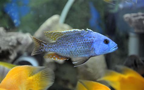 cichlid, Tropical, Fish Wallpapers HD / Desktop and Mobile ...