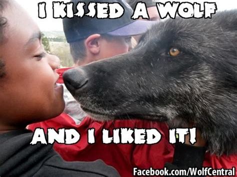 Wolf Kisses Wolf Animals Dogs