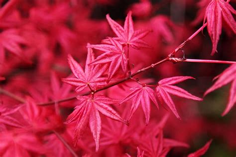 Japanese Maple Stock Public Domain Japanese Maple Leaves Hd