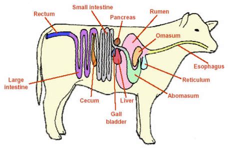 Avertebrata, sistem gerak pada hewan, vertebrata. 10 Sistem Organ Pada Hewan Mamalia Beserta Fungsi ...
