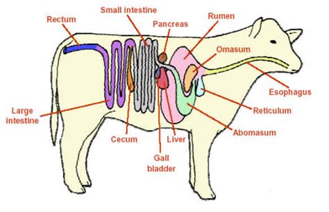 Sistem pencernaan tidak hanya terjadi pada manusia, tapi pada makhluk hidup lain seperti hewan. 10 Sistem Organ Pada Hewan Mamalia Beserta Fungsi ...