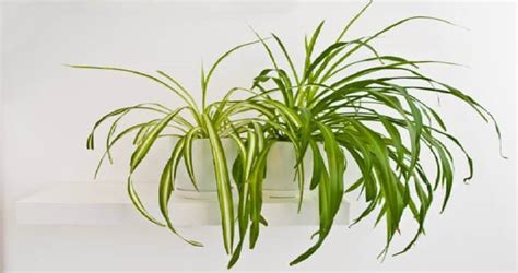 Why Is My Spider Plant Turning Brown Brown Tipsbrown Spots Today