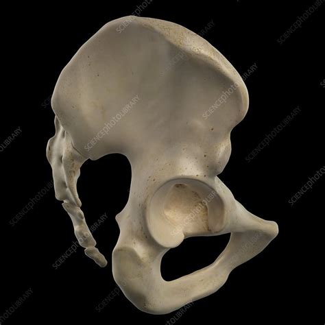 Human Hip Bone Artwork Stock Image F0093620 Science Photo Library