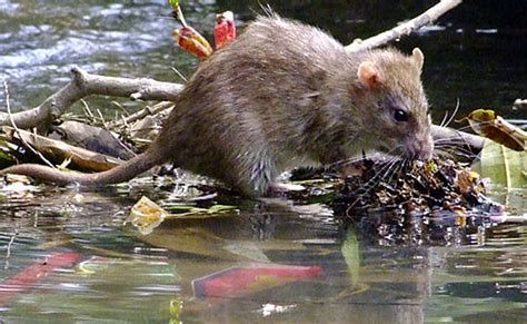What's the english translation of tikus? Restoran Rendam Kaki Di Sungai Tingkat Risiko Kencing Tikus?