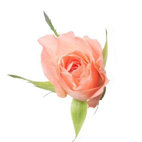 Isolated Rose Stock Photo Image Of Blossom Pink Bloom 6790882