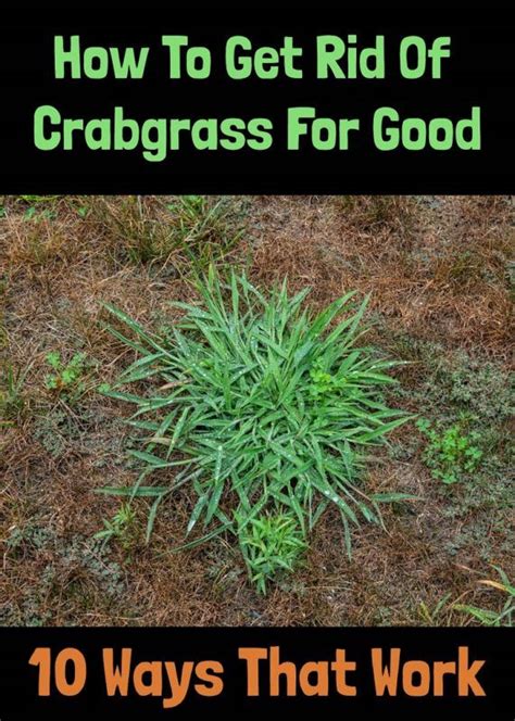 How To Get Rid Of Crabgrass For Good 10 Ways That Work