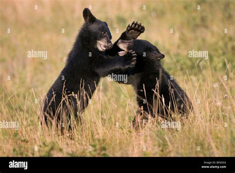 Black Bear Cubs Ursus Americanus Play Wrestling Waterton Lakes